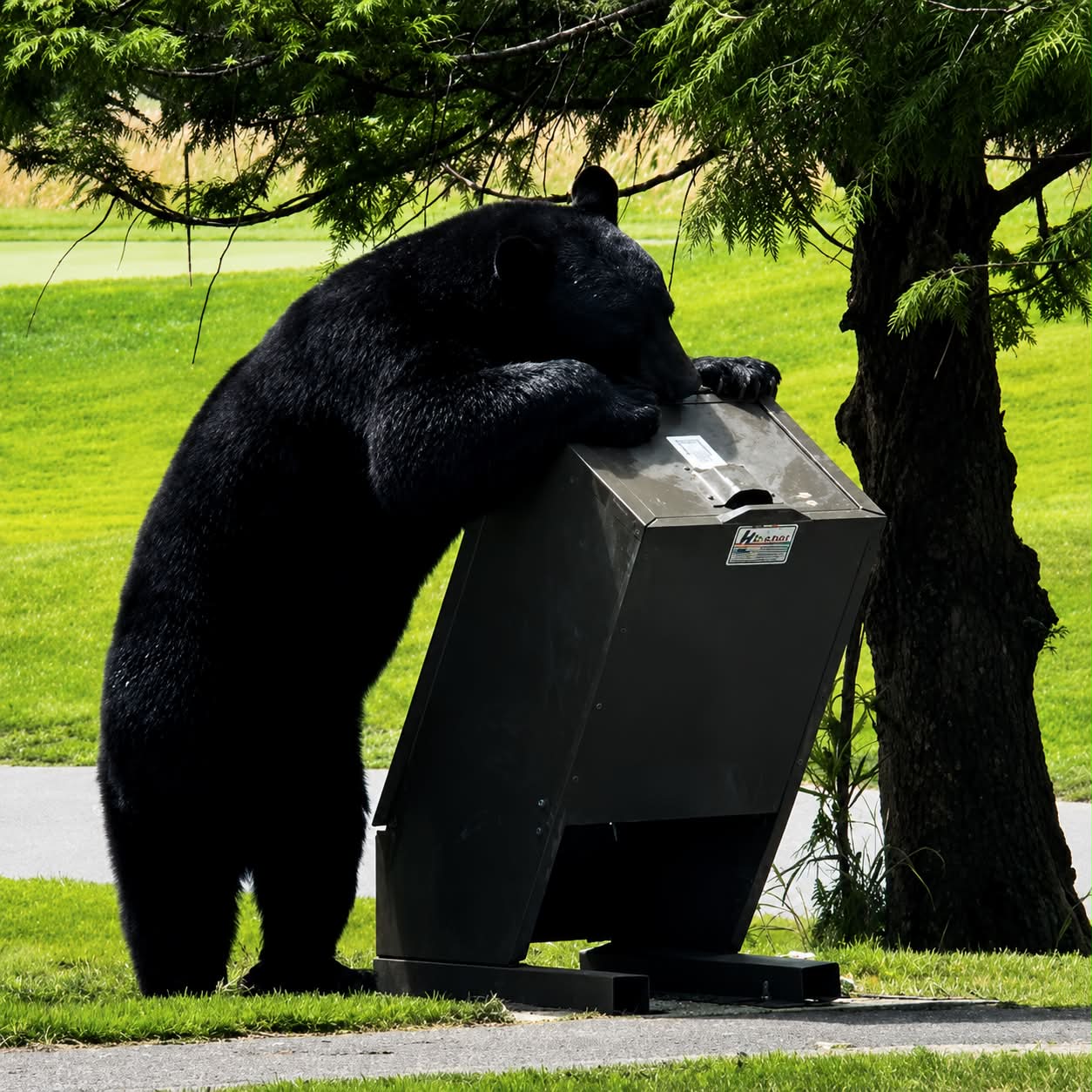 Why securing trash cans saves wildlife in Gatlinburg and Pigeon Forge