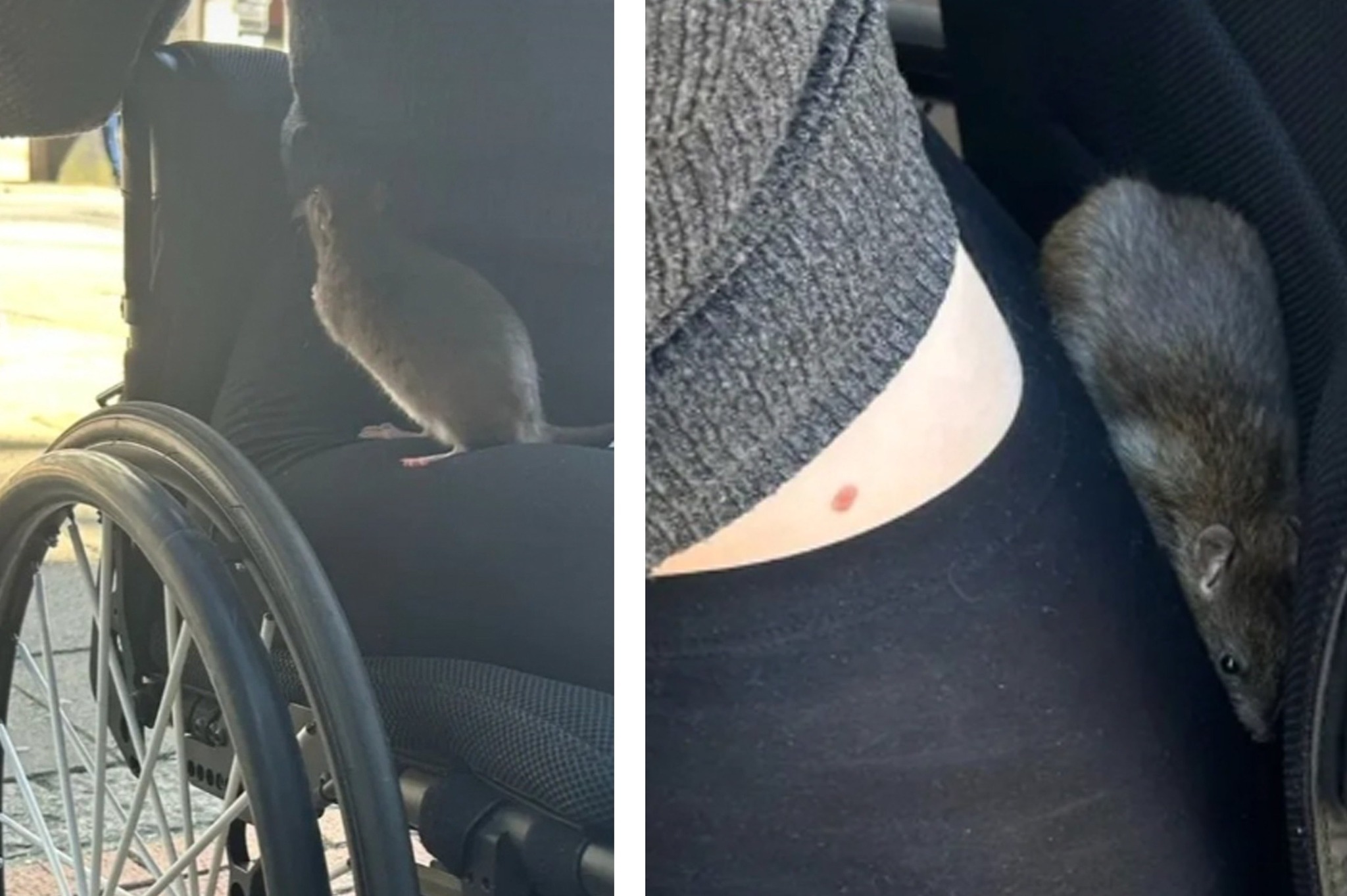 Sunday World - Disabled woman bitten by rat in Belfast city centre in ...