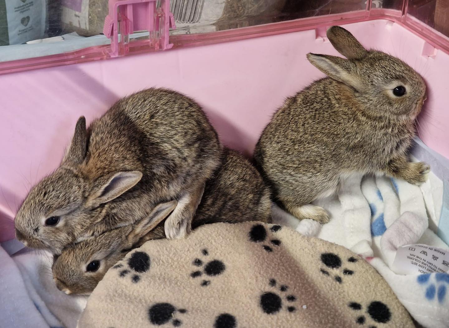HART - 🐰 These rabbit kits were brought into HART after being found in ...