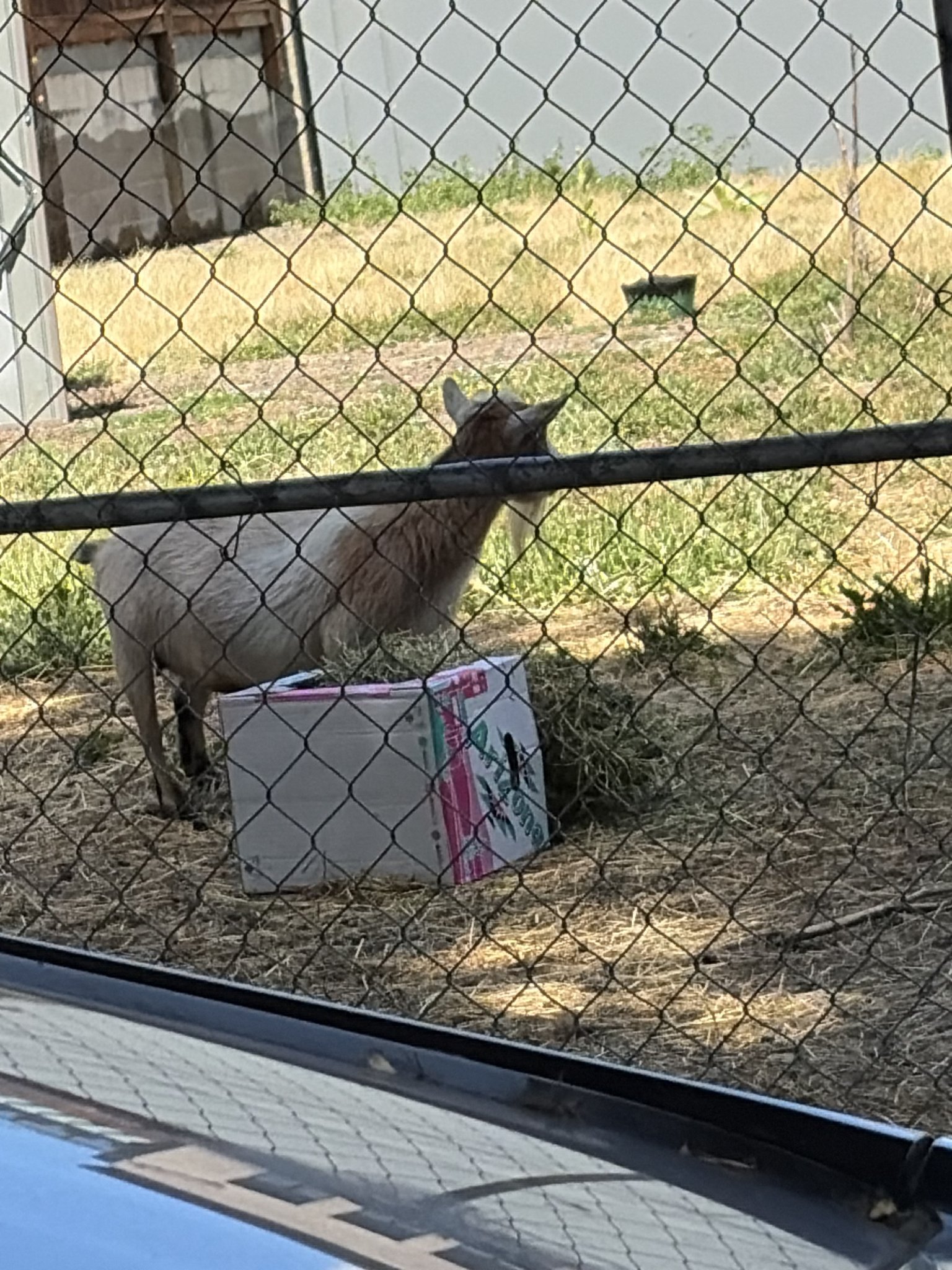 Goat Rescue Protest
