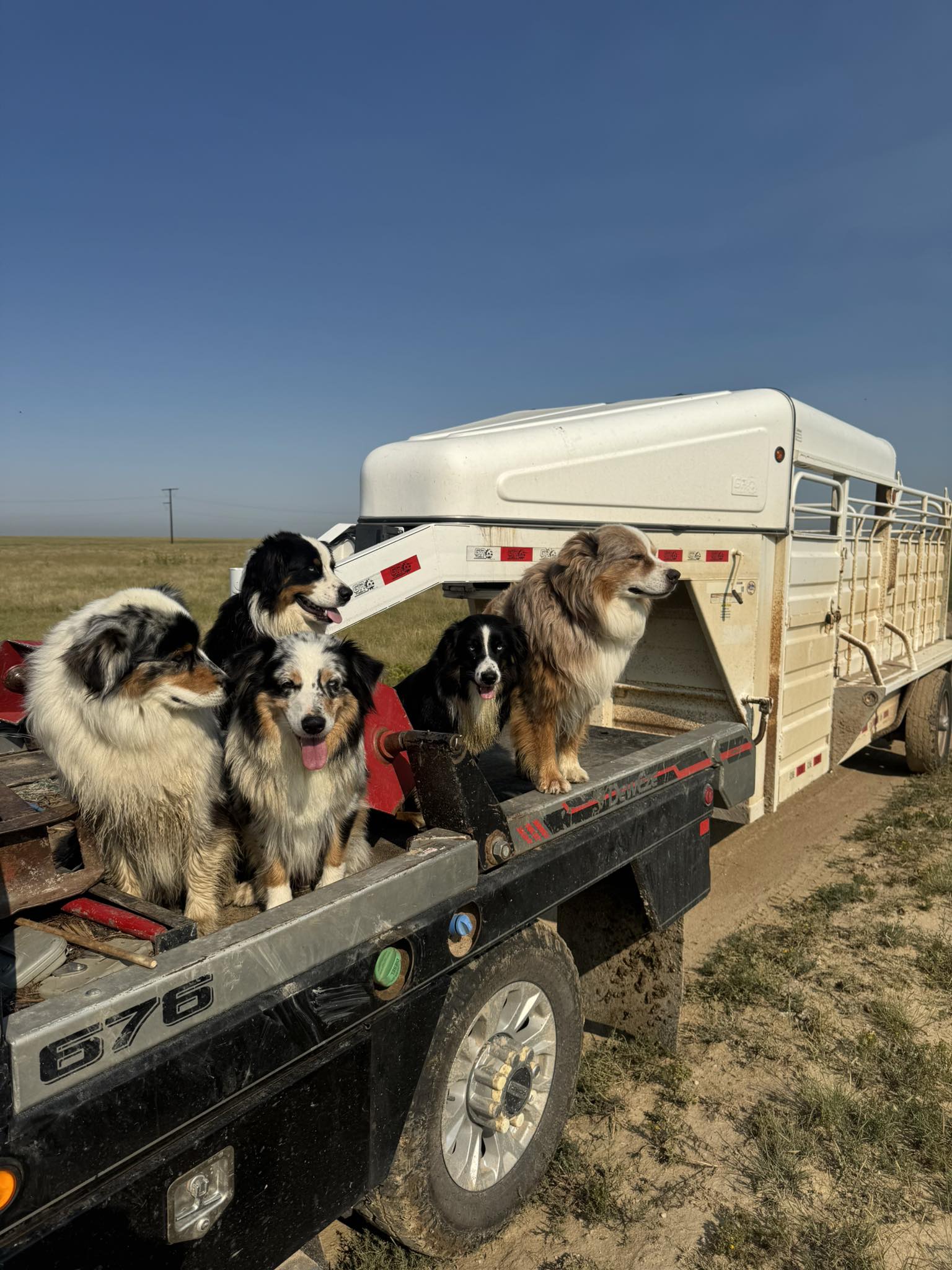 Australian Shepherds- Frying Pan Ranch
