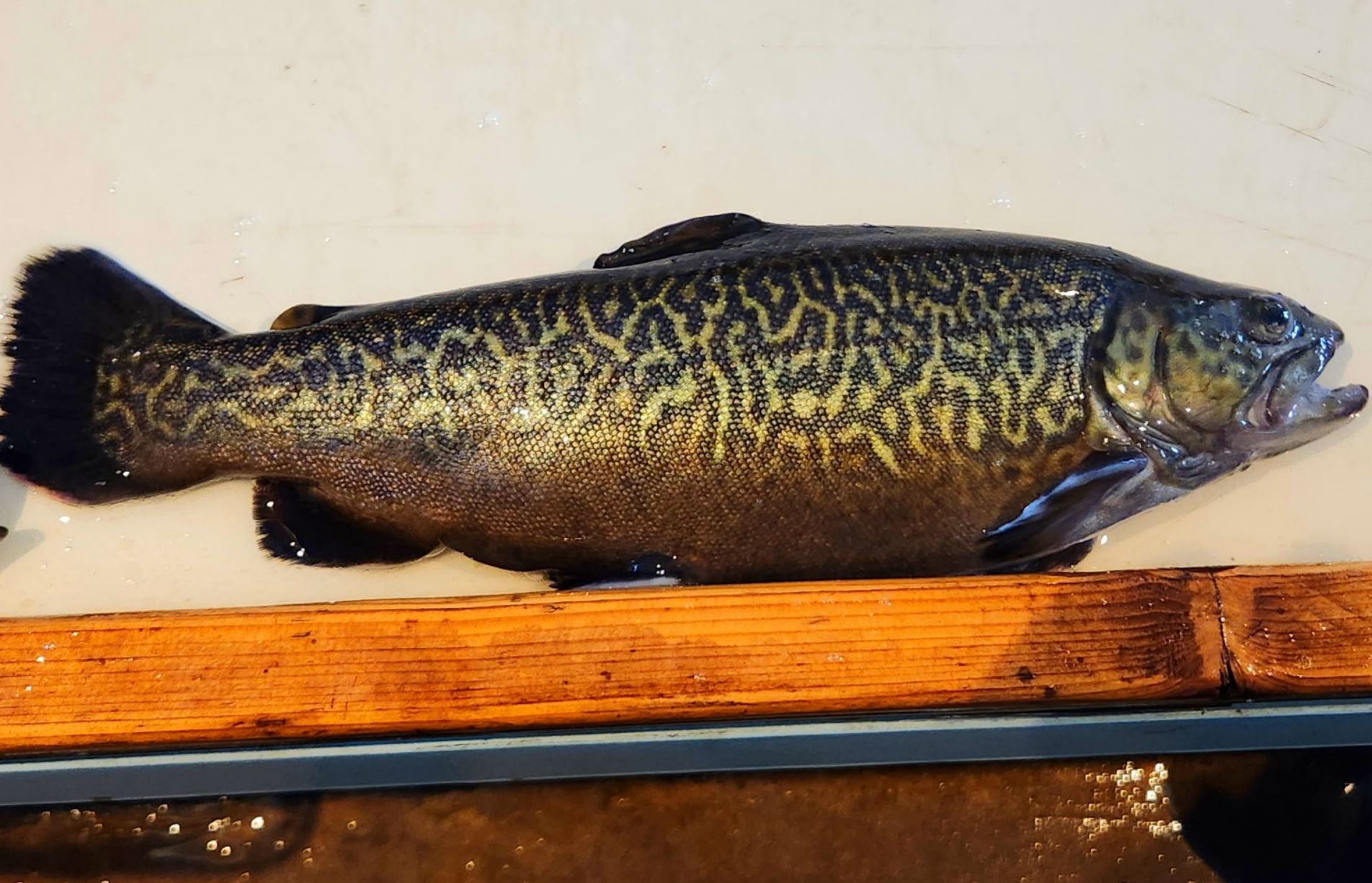 Saskatchewan - While inoculating our fish, we came across a tiger trout ...