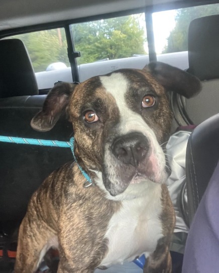 Newville, PA ~ 09/23/26 ~ FOUND DOG UPDATE: 09/23/26 