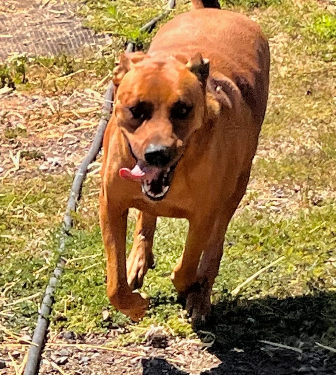 Rhodesian Ridgeback Rescue