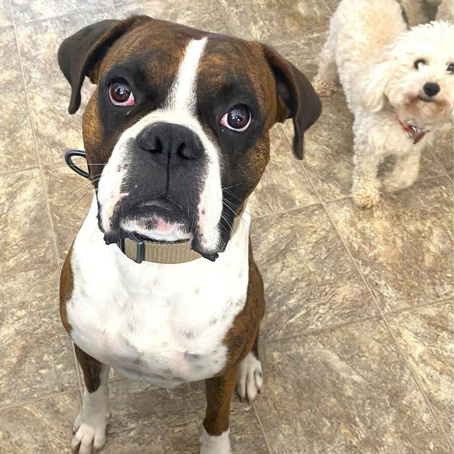 BOXER SPOTLIGHT: ROCCO VII Rocco... - Lone Star Boxer Rescue | Facebook