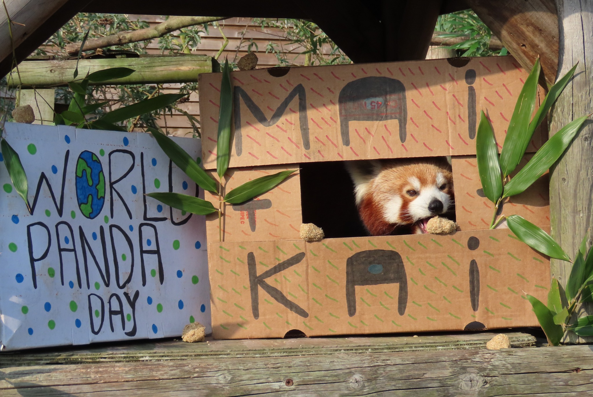 Wingham - ️It`s National Panda Day ️ We celebrated with our two Red ...
