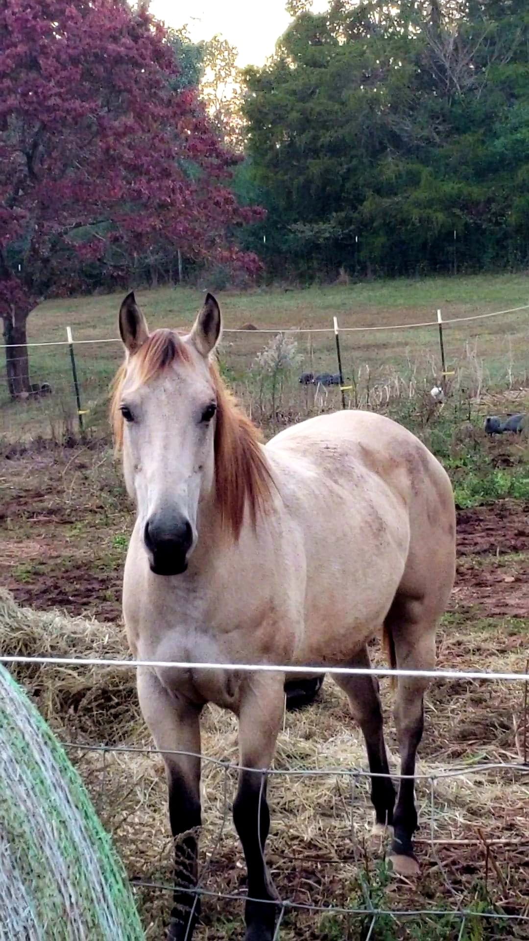 Our Swisher... - Ranch One Eleven Equine Medical Boarding