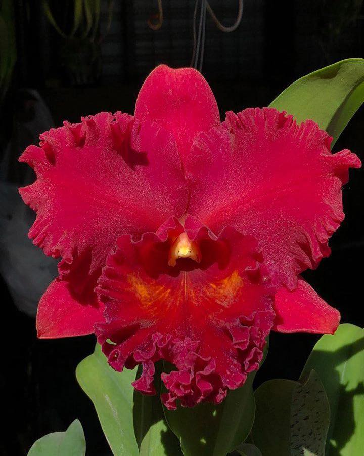 Rlc. Ahchung Ruby ‘Red Ribbon’... - The Maui Orchid Whisperer | Facebook