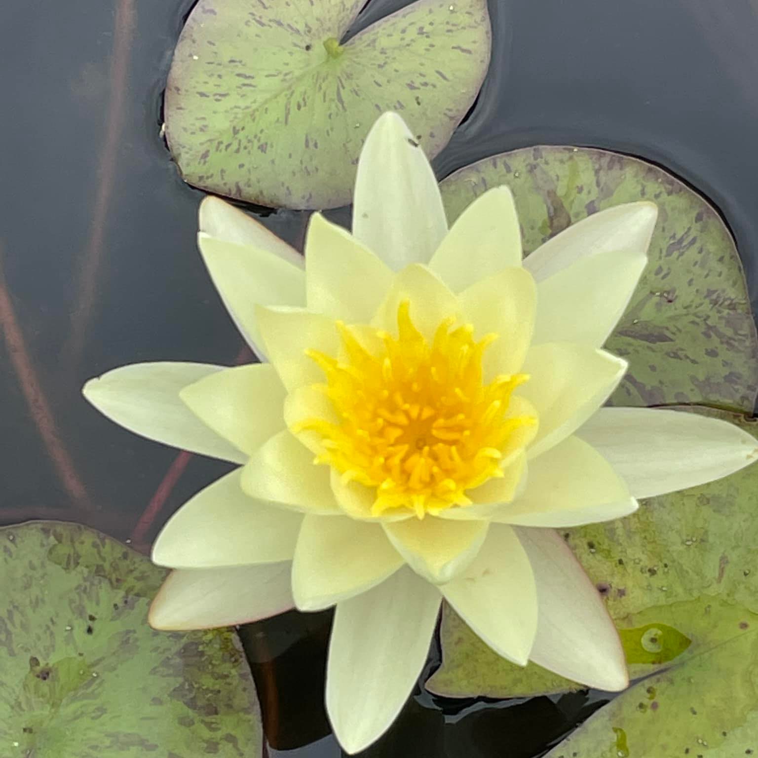 A Spectacular Spring Starts at Bunchberry Nurseries | Bunchberry ...