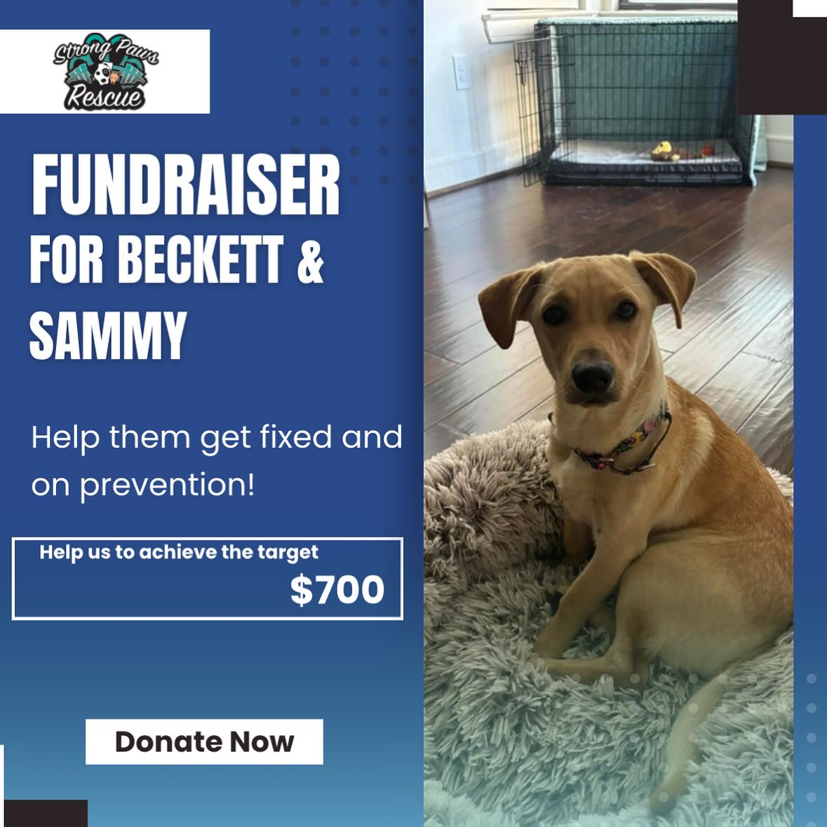 Strong Paws Rescue | Croton-on-Hudson NY