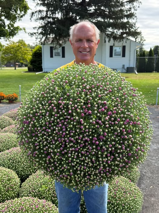 9 inch lilac mums for sale at Specca's Nursery in Hamilton Square
