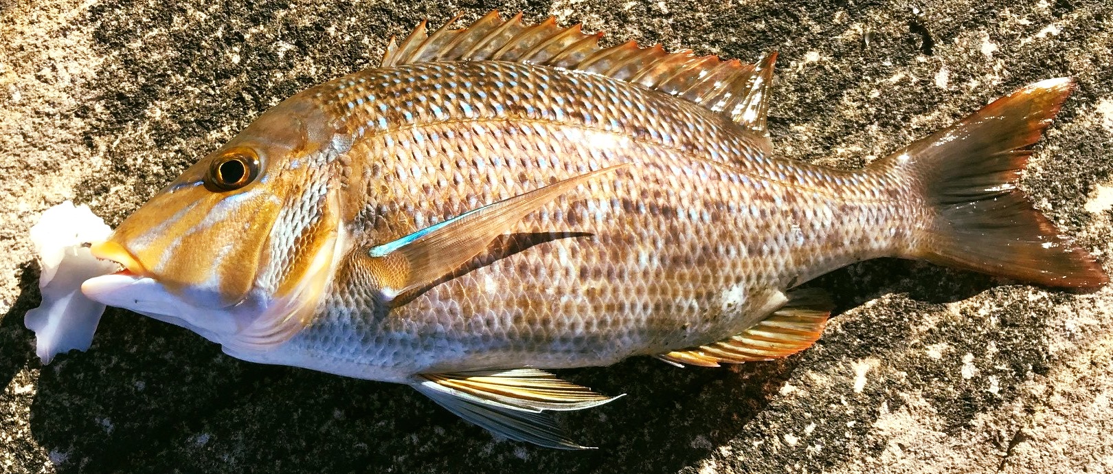 NSW - Sydney Spanglie?! A recent post about a red-throat emperor being ...
