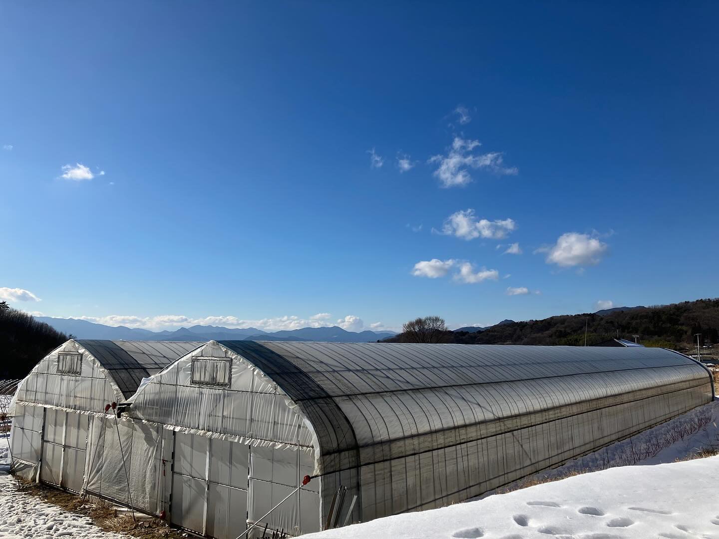 ついにお休み終了 初作業は雪対策で巻き上げていた ビニールハウス天井 