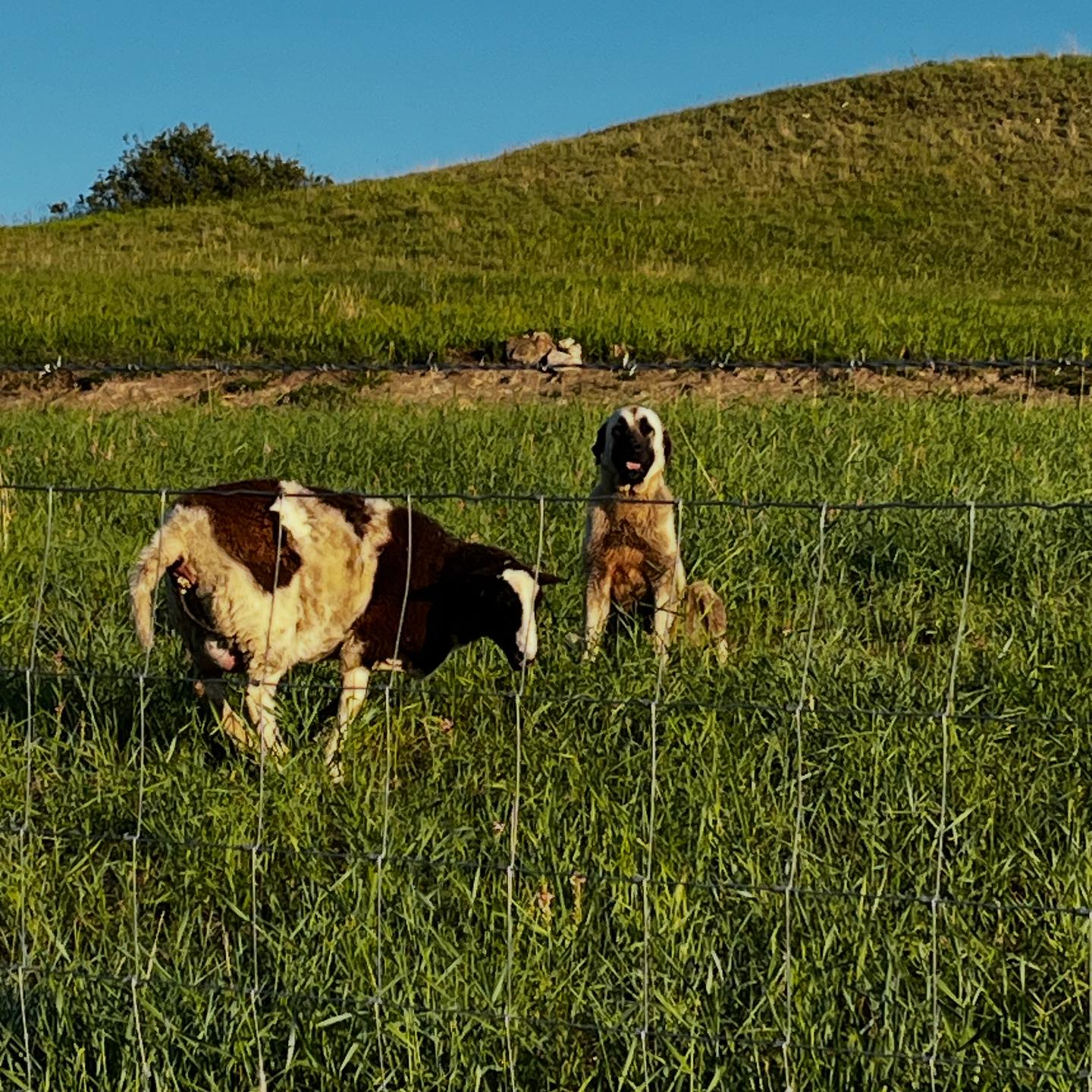 🐾 The Incredible Bond... - Double Rafter Cattle Drives | Facebook