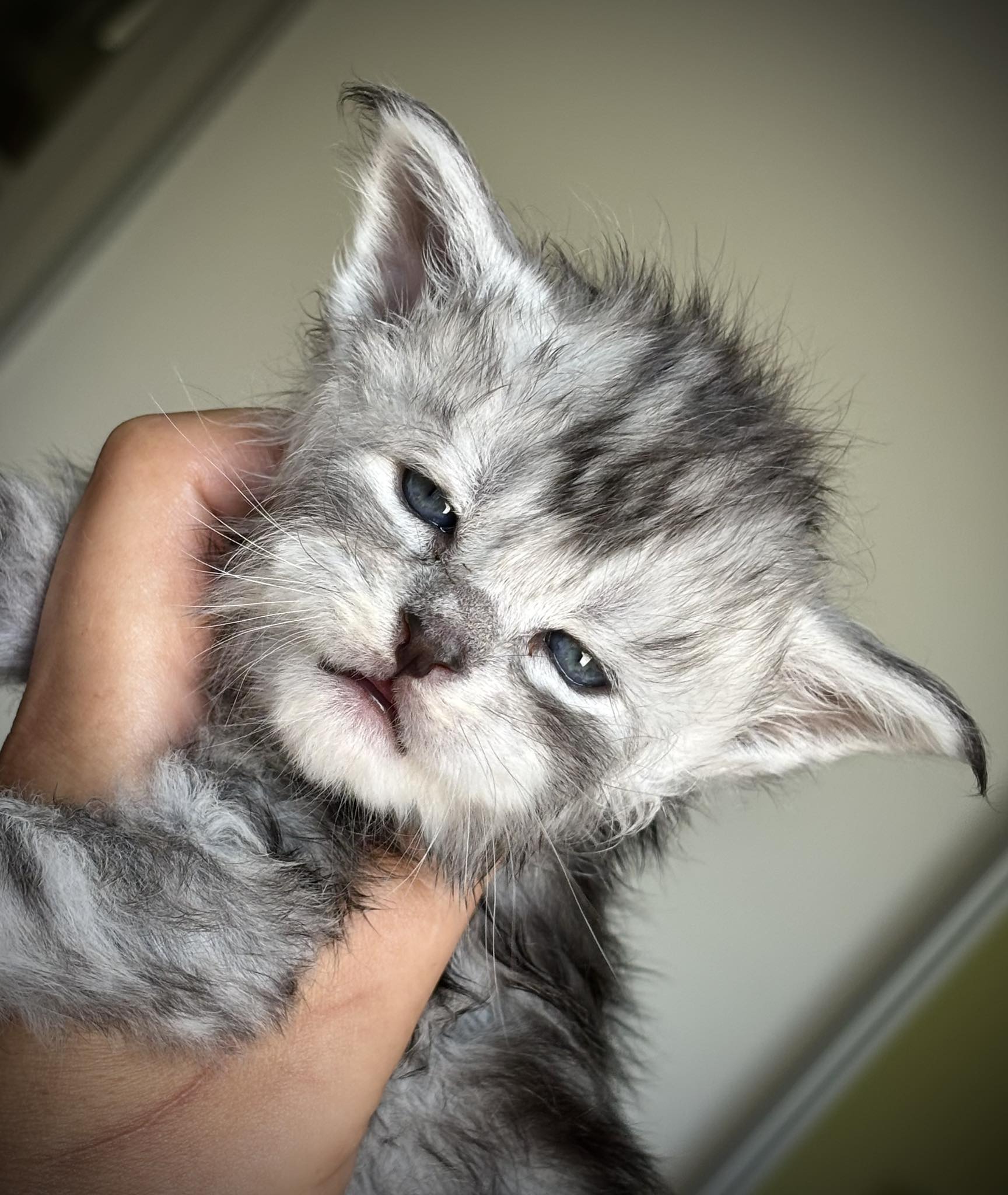 FriendlyGhosts - What a hunk is he already ? 😂 3 week old boy from ...