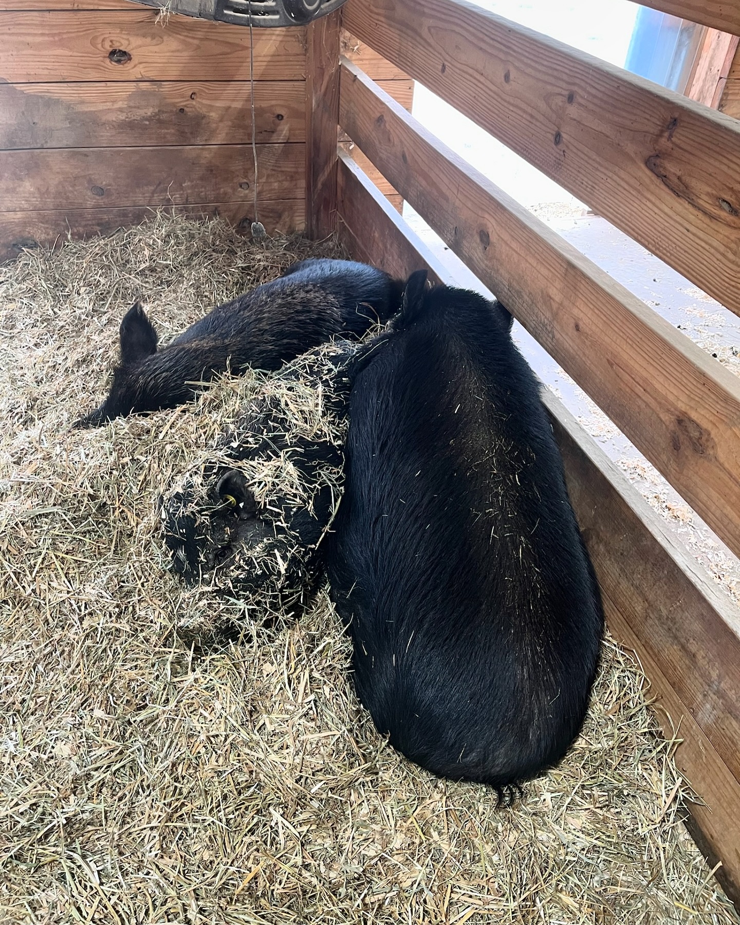 Another Chance Ranch | Neosho WI