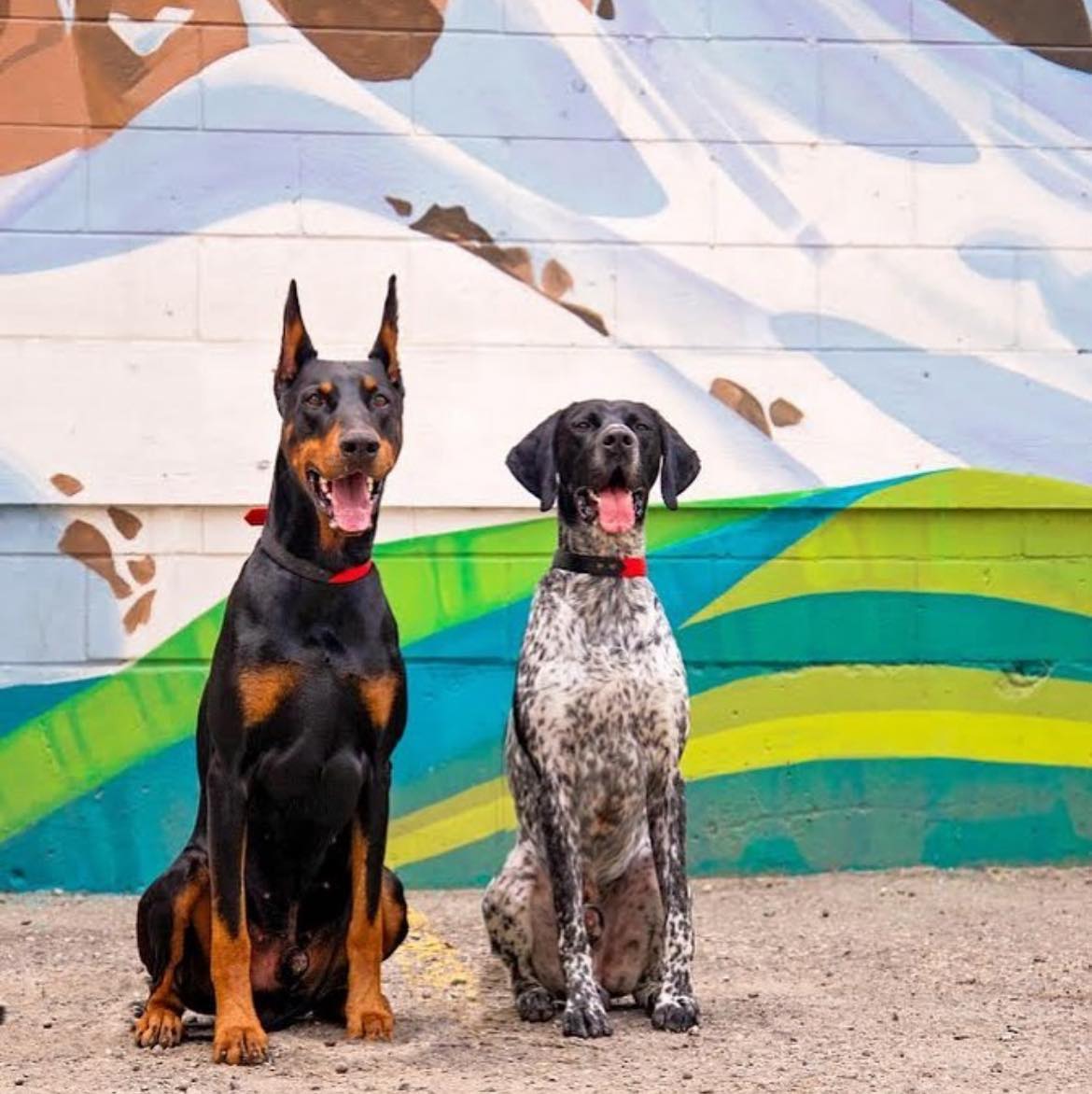Hyper Hounds Dog Training... - Hyper Hounds Dog Training