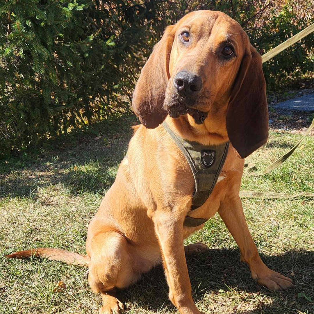 Meet Frederick's newest duo… and yes, he knows he's adorable. K9