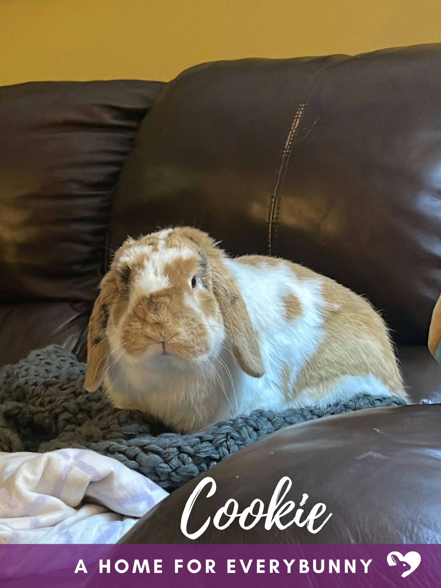 A Home for EveryBunny: Iowa's Rabbit Rescue