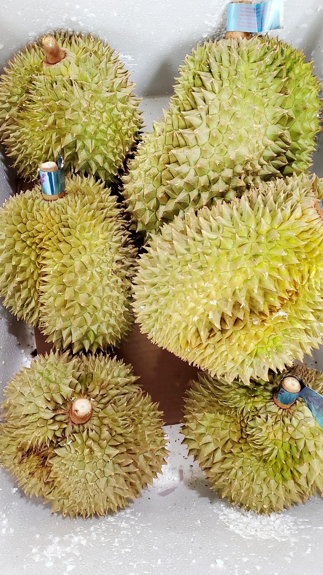 NEW ITEM!!! Fresh Durian in package, just arrived today :)