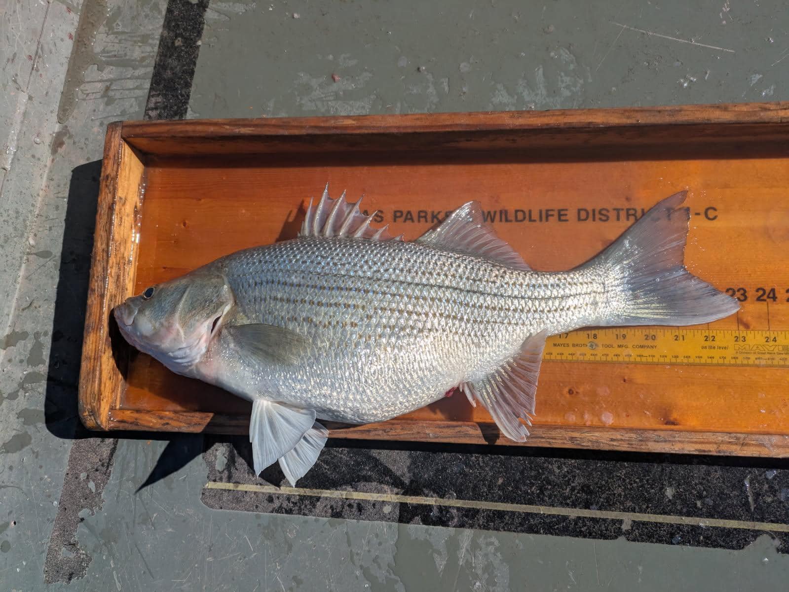 We observed some large Hybrid Striped Bass and Channel Catfish at 