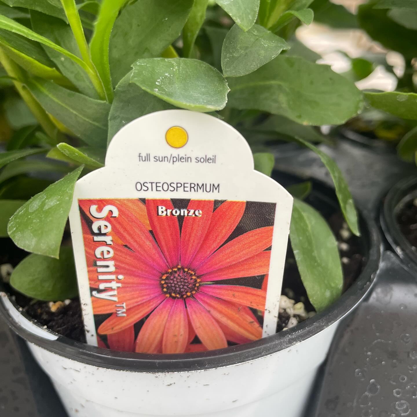 Redefined Roots Garden & Greenhouse