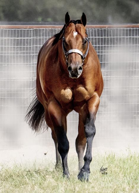 Highpoint Performance Horses | Pilot Point TX