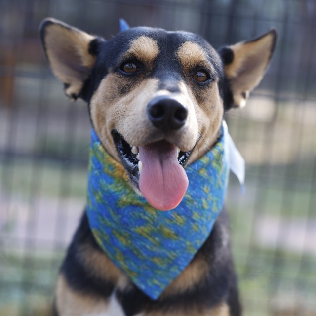 San - Animal ID: A783666 Gender: Female Date Found: 08/26/2026 Zip