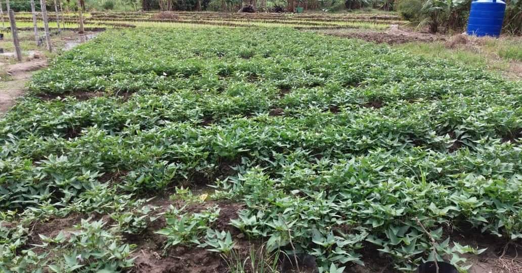 Jual beli hasil pertanian dan bibit buah dan sayur area ranau | Ranau