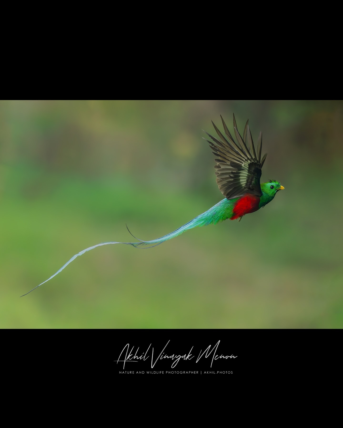 Akhil - The flight of the quetzal… One of the iconic birds of South ...