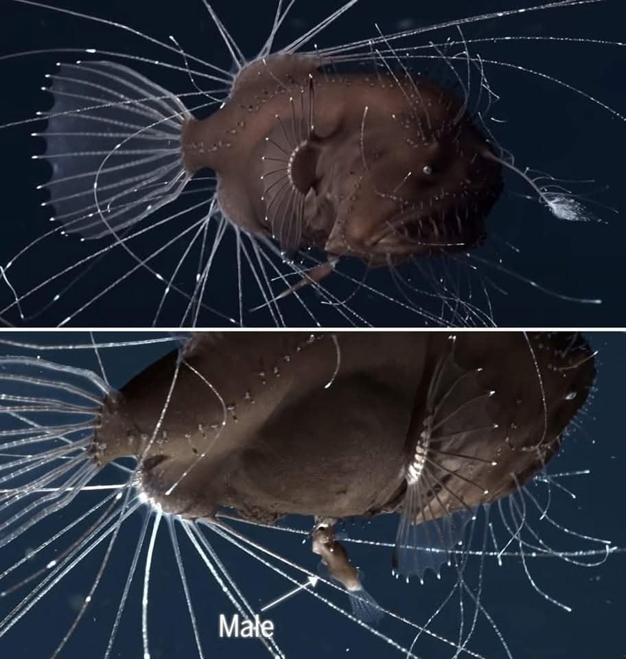 earthly-mission-these-are-the-first-ever-photos-of-mating-deep-sea