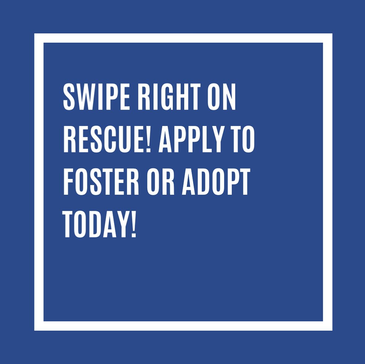 Strong Paws Rescue | Croton-on-Hudson NY