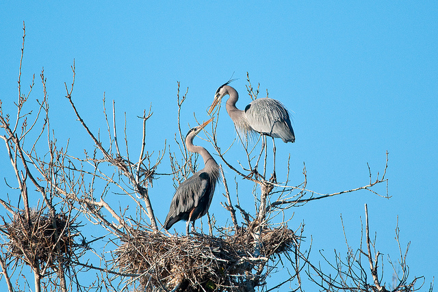 Hamilton - Join a naturalist at the Great Blue Heron Rookery in ...