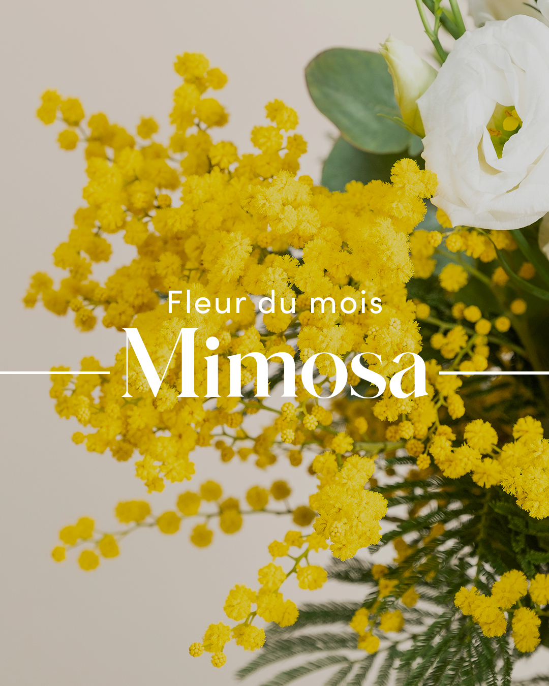 Interflora - Souvent associé à la joie, le mimosa symbolise le soleil ...