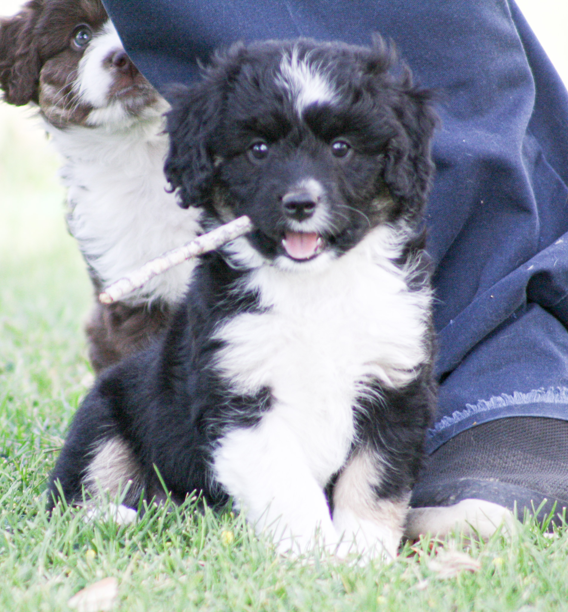 Ruff - Emma is a super sweet 9 week old. She is an F1 Mini aussiedoodle ...
