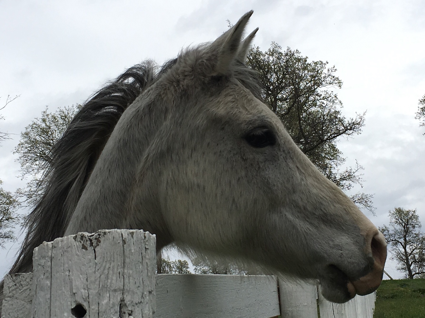 DLB Ranch, Inc | Cottonwood CA
