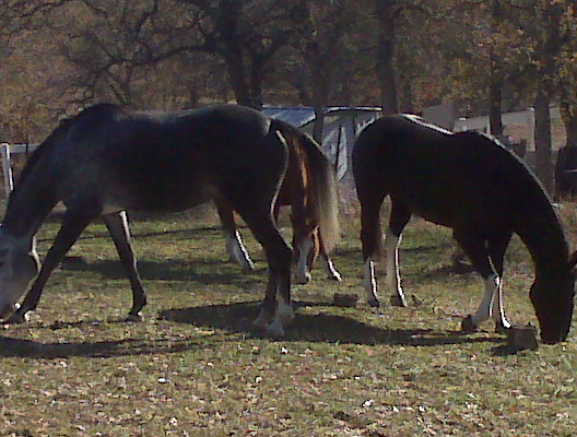 DLB Ranch, Inc | Cottonwood CA