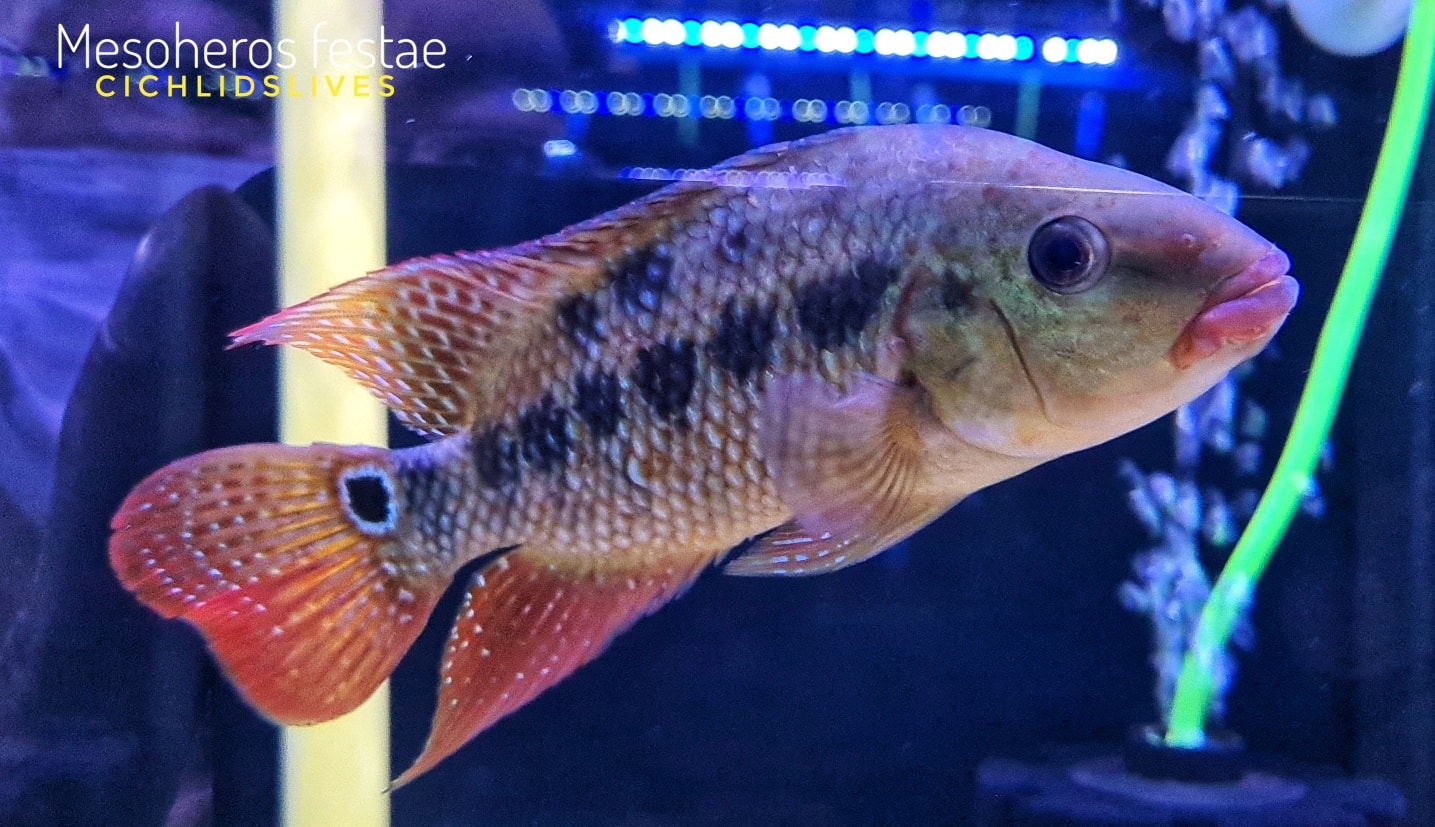 CichlidsLives - [ New Fish 🎊 for Today ] 1. Mesoheros... | Facebook