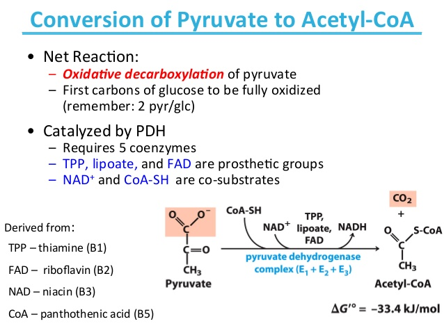 Krishan Kumar's Exam Series - Conversion of Pyruvate to Acetyl CoA ...