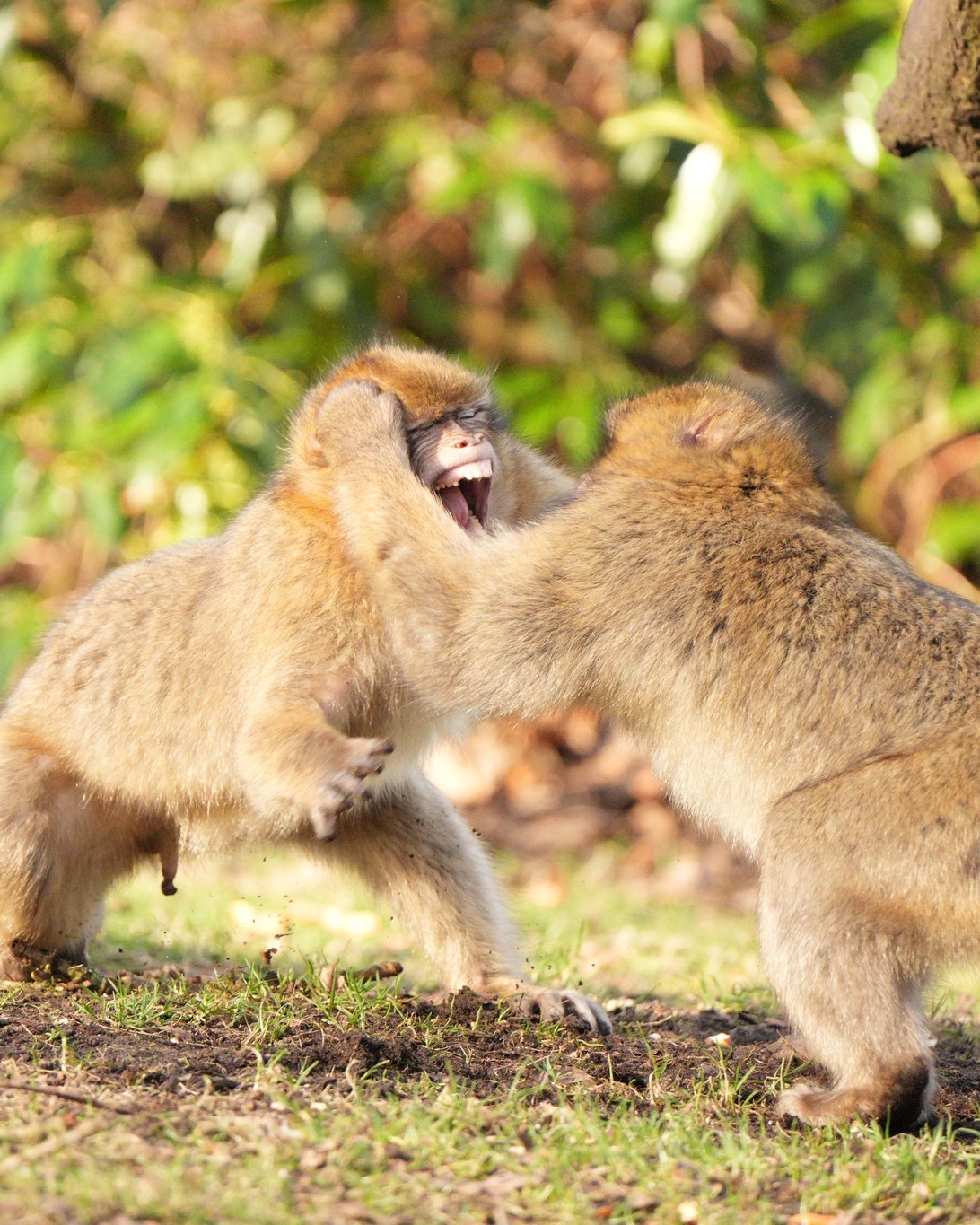 Trentham - IT'S FRIDAY 🥳🐵 YOU KNOW WHAT THAT MEANS👀! TICKET GIVEAWAY 🎟 ...