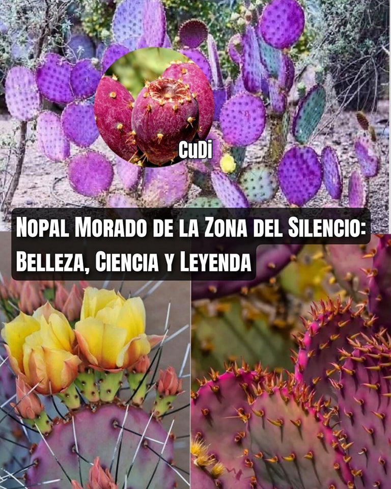Cultura - 🌵💜El nopal morado, científicamente conocido como Opuntia ...