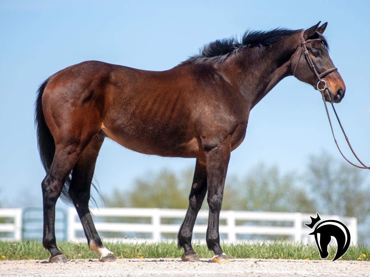 🆕 NEW PHOTOS &... - New Vocations Racehorse Adoption Program | Facebook