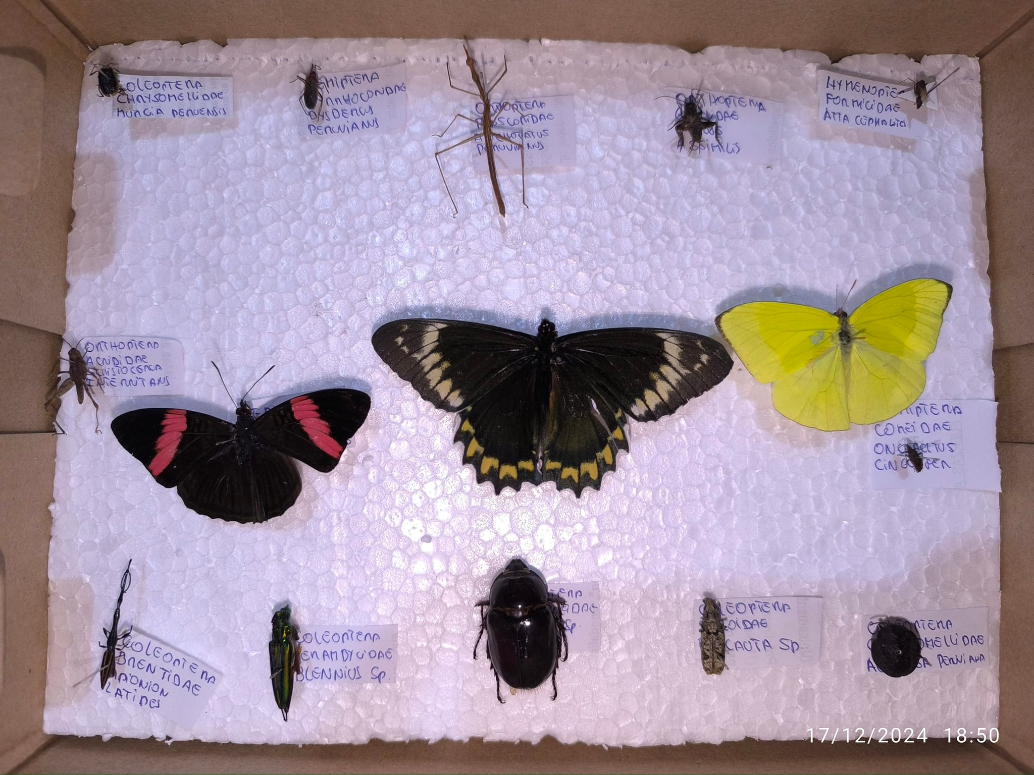Insectos - Insectos plaga de diversos cultivos básicos y de importancia ...