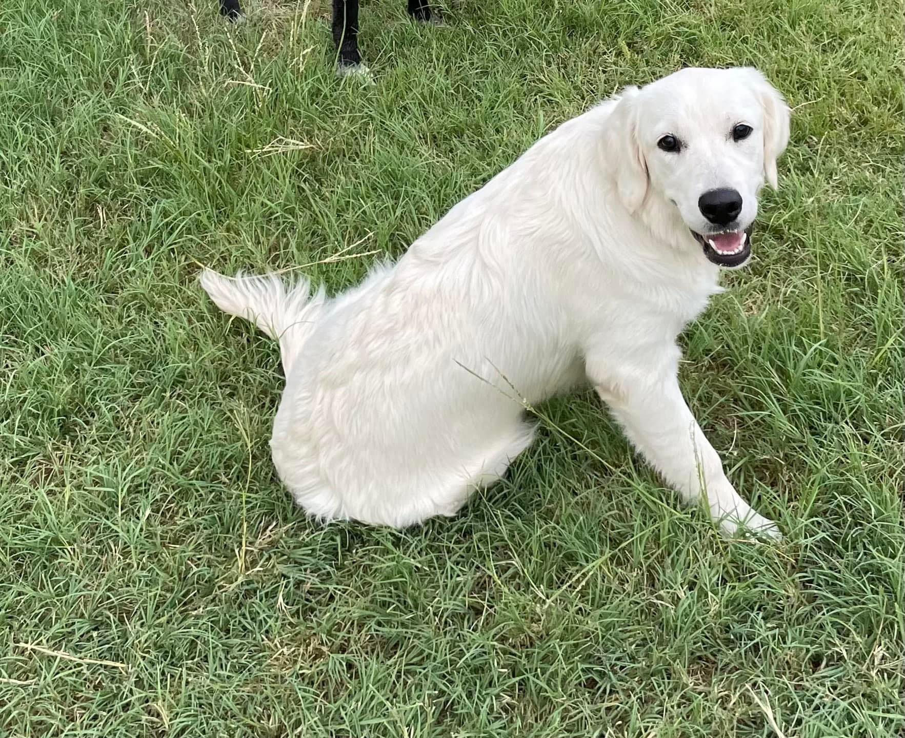 Bandringa’s English Cream Retrievers | Haslet TX