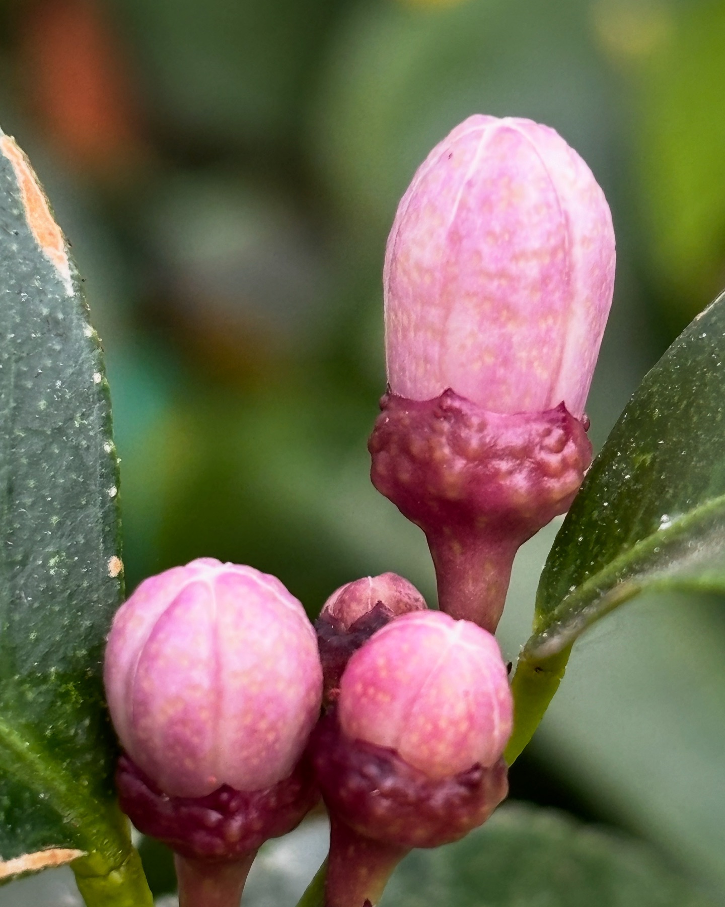 Ganz langsam, still und leise kommen die ersten Knospen und Blüten zum Vorschein. Wir freuen uns, wie in jedem Frühling auf diese wunderschöne Zeit nach dem Winter