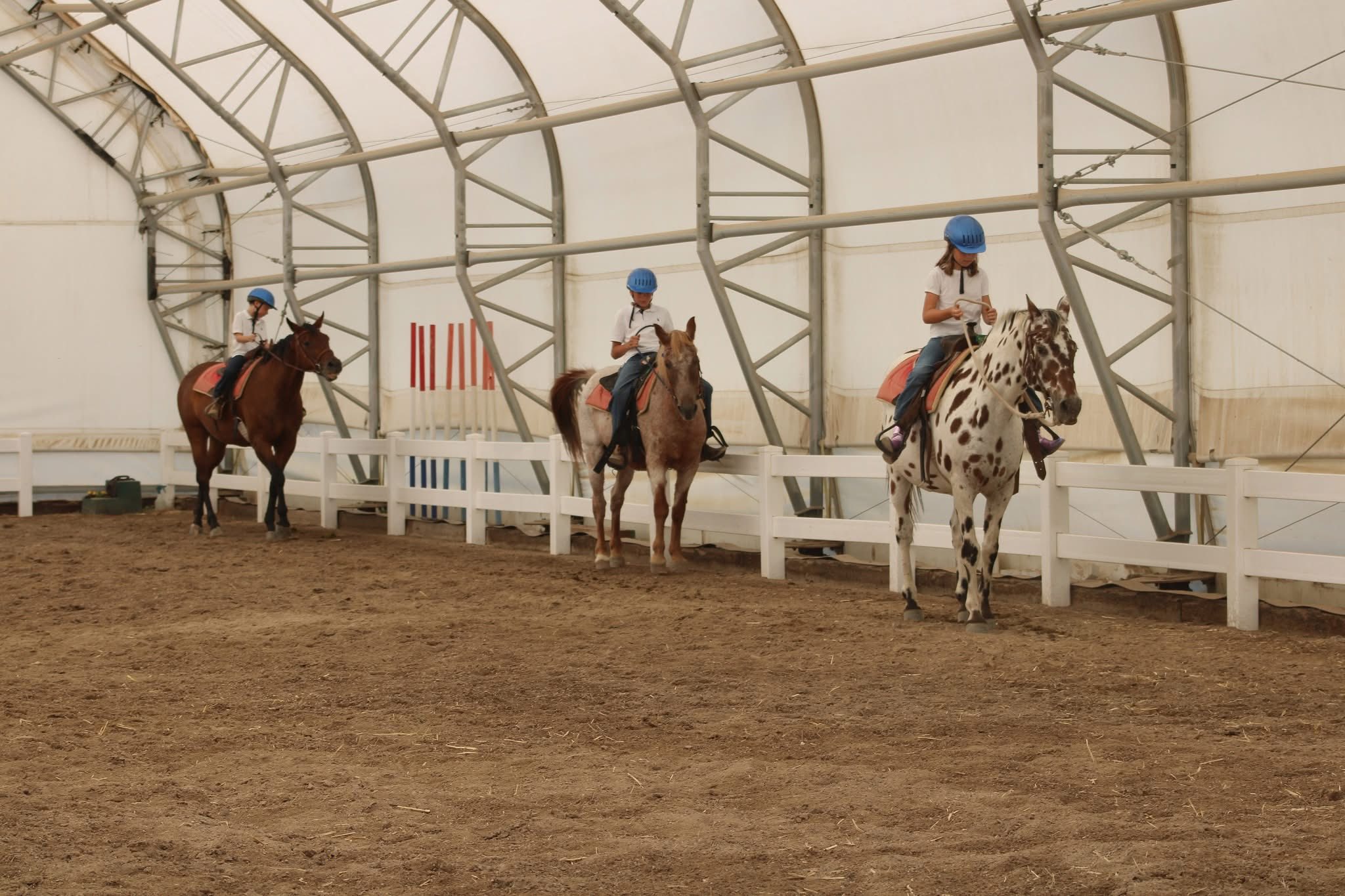 Blue Rose Ranch Horse Rescue & Adoption