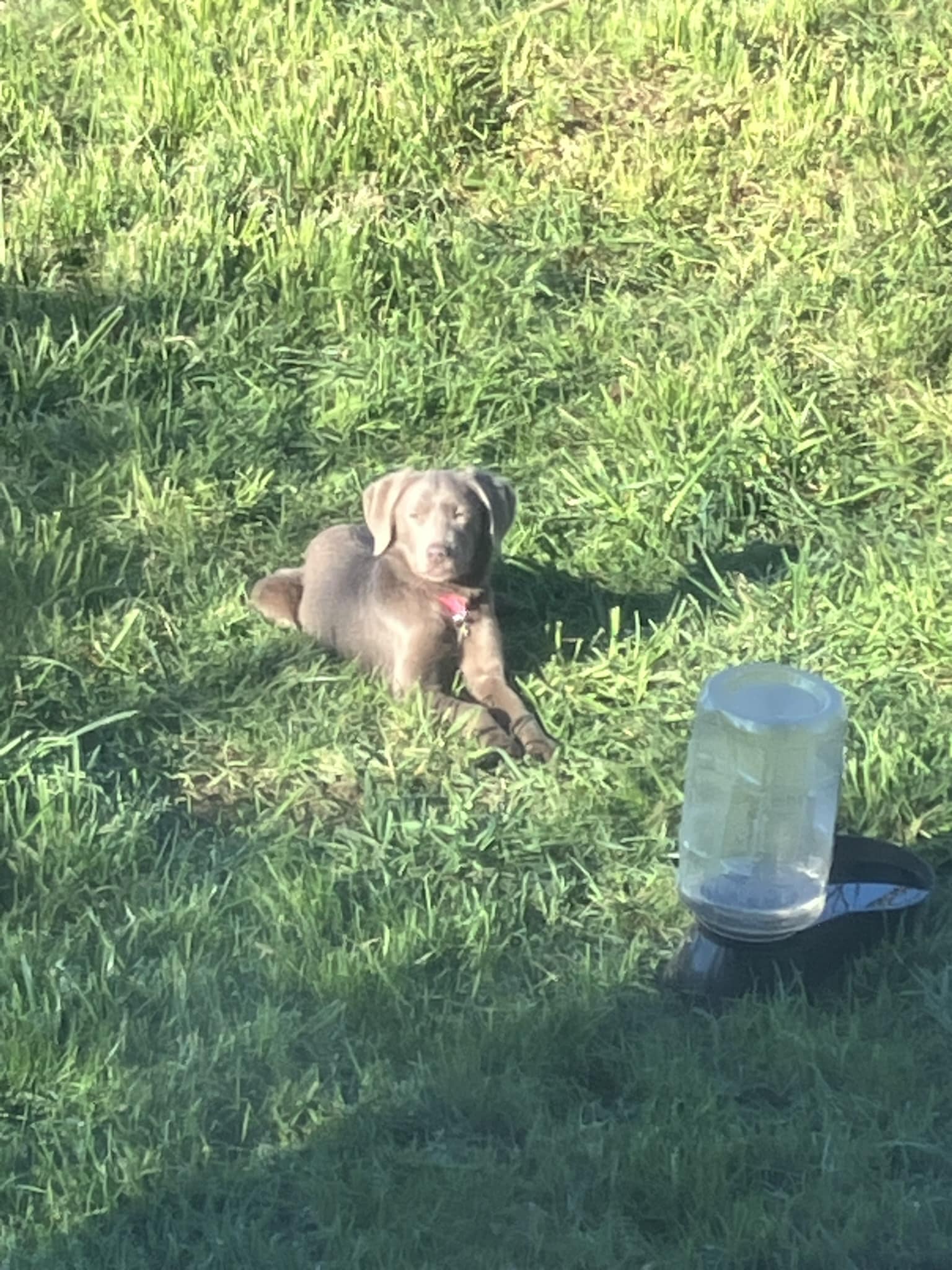 Ash Labs - Ash Labradors