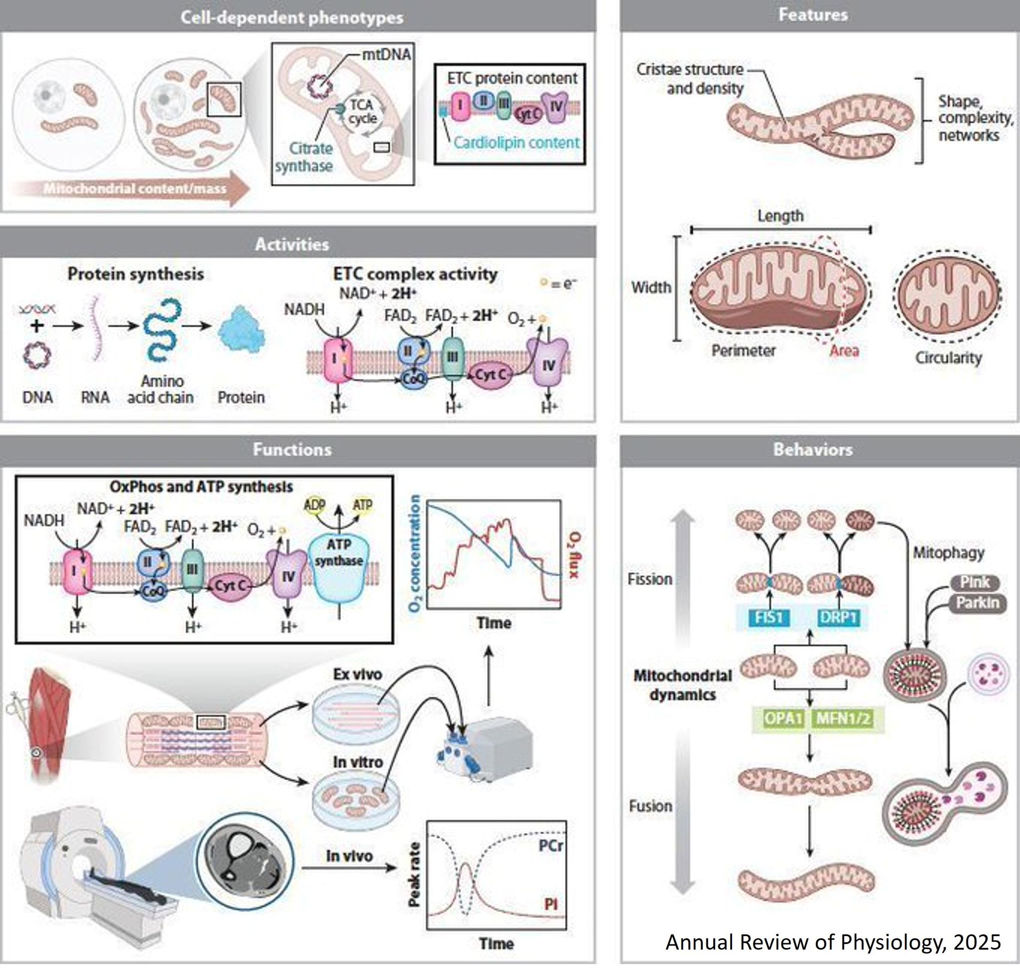 Science - Exercise as Mitochondrial Medicine In addition to energy ...