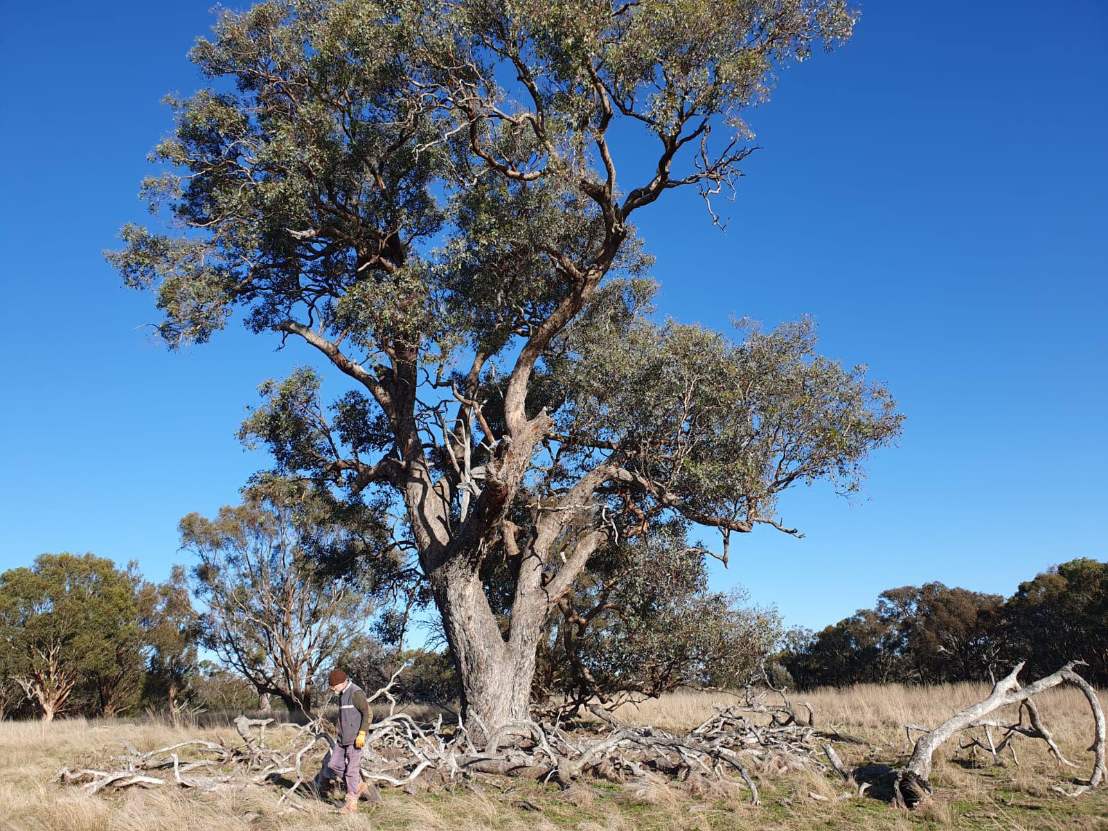 Mt Rothwell - Biodiversity Interpretation Centre | Little River VIC