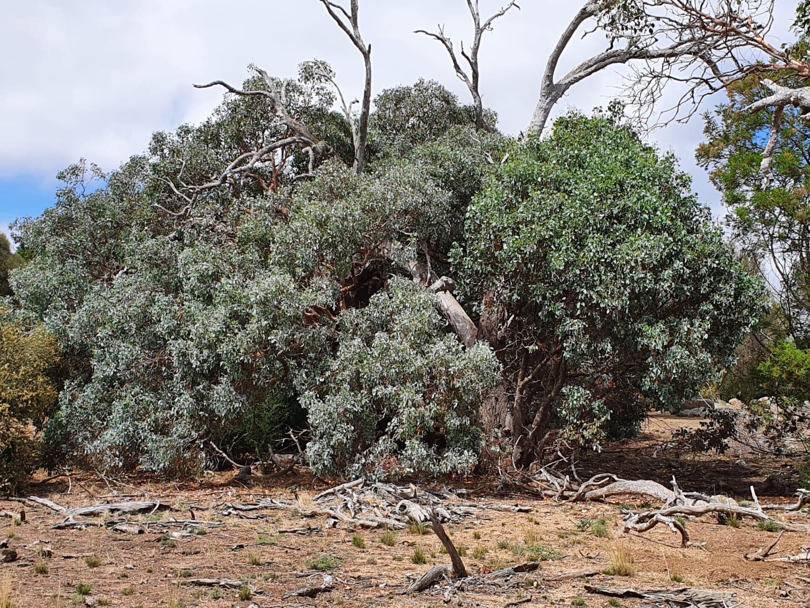 Mt Rothwell - Biodiversity Interpretation Centre | Little River VIC